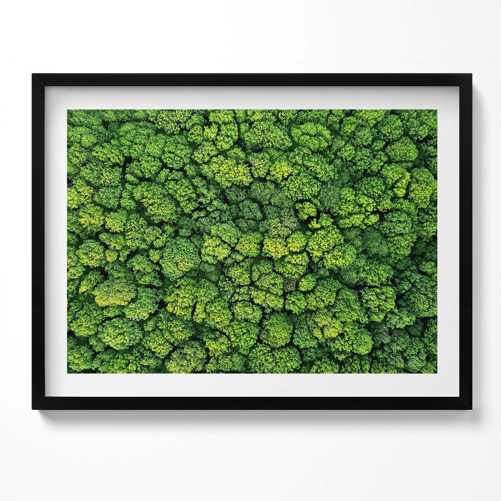 Obraz z ramką Natura rośliny mech