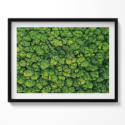 Obraz z ramką Natura rośliny mech