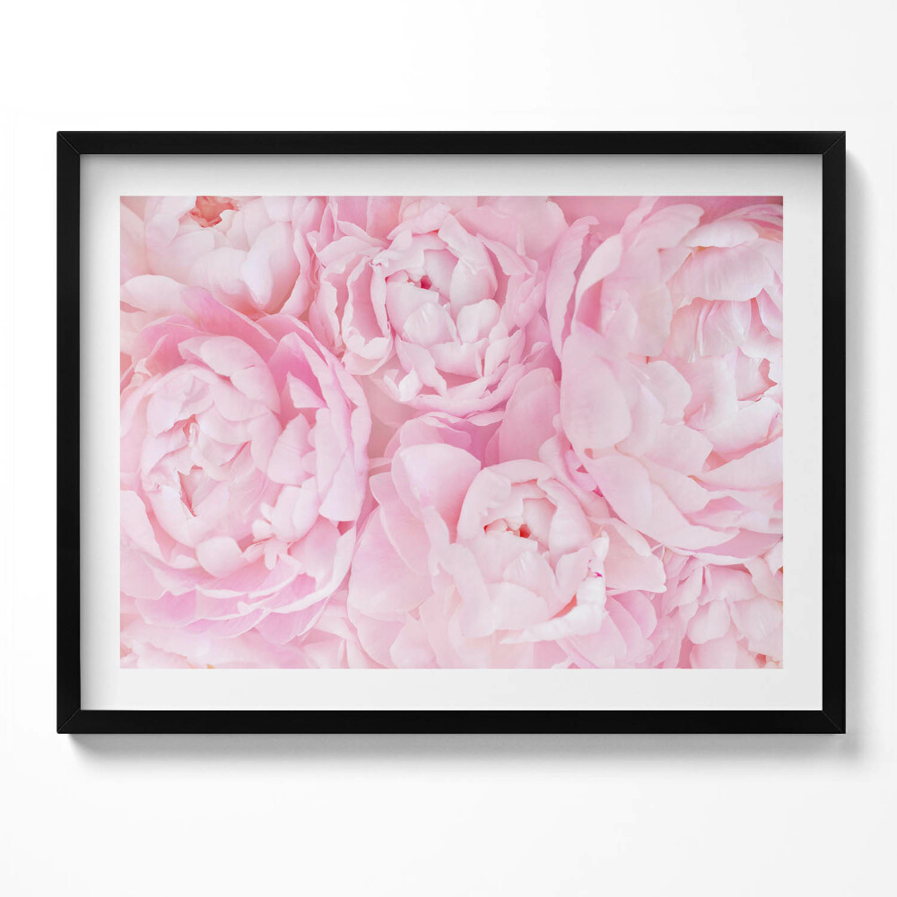 Obraz z ramką Delikatne piwonie