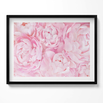 Obraz z ramką Delikatne piwonie