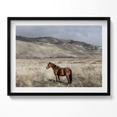 Obraz z ramką Koń rumak wśród traw