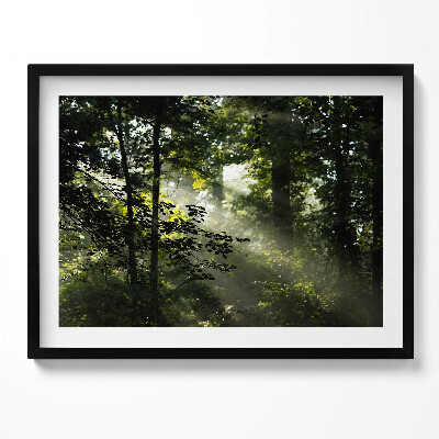 Obraz z ramką Promienie słońca i drzewa