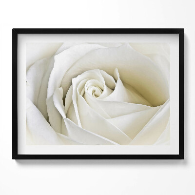 Obraz z ramką Delikatne płatki białej róży