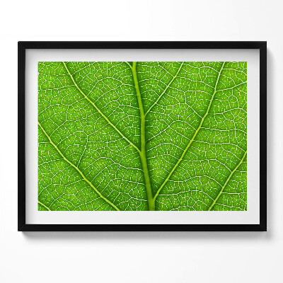 Obraz z ramką Żyłki zielonego liścia