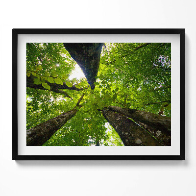 Obraz z ramką Zielone liściaste drzewa