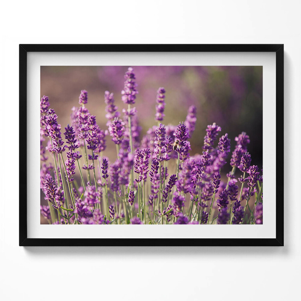 Obraz z ramką Łąka kwiatów lawendy