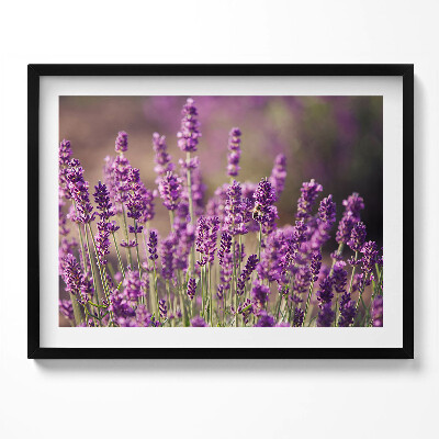 Obraz z ramką Łąka kwiatów lawendy