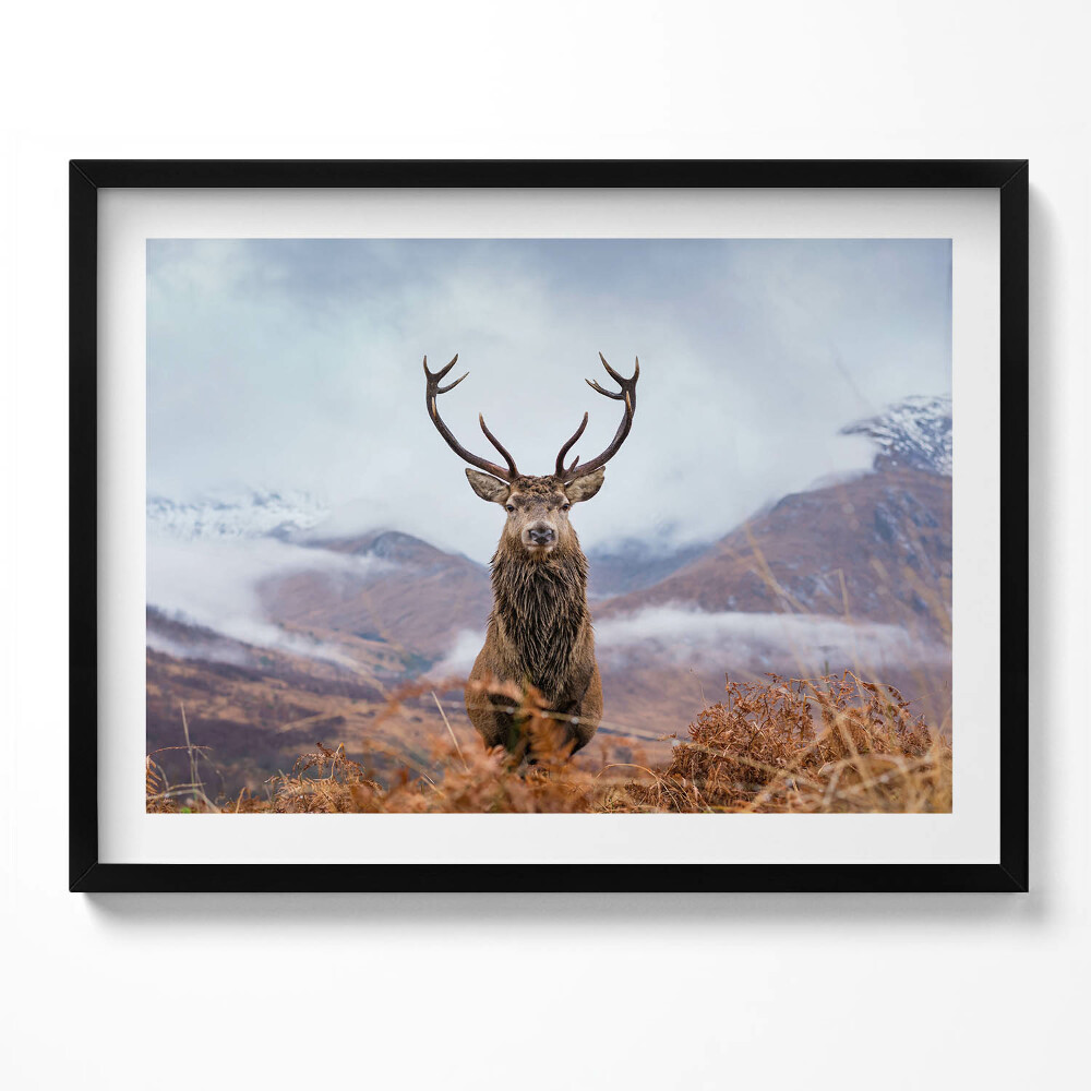Obraz z ramką Jeleń na górskiej polanie