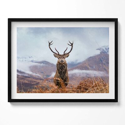 Obraz z ramką Jeleń na górskiej polanie