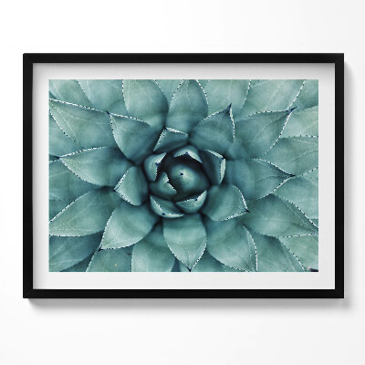 Obraz z ramką Zielona roślina sukulent