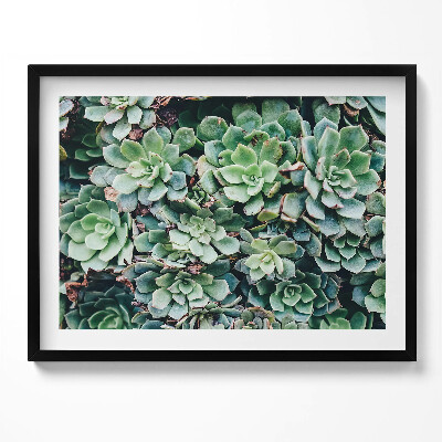 Obraz z ramką Zielone rośliny sukulenty