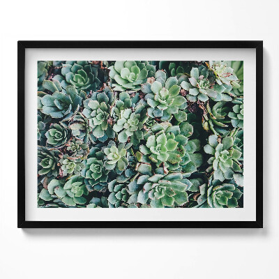 Obraz z ramką Zielone rośliny sukulenty