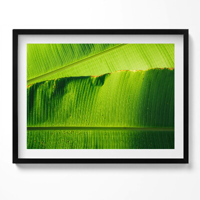Obraz z ramką Zielone liście bananowca w słońcu
