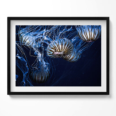 Obraz z ramką Niebieskie meduzy w wodzie