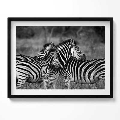 Obraz z ramką Przytulające się zebry