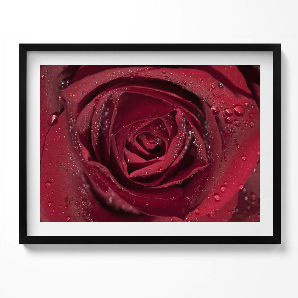 Obraz z ramką Zbliżenie na czerwoną róże w rosie