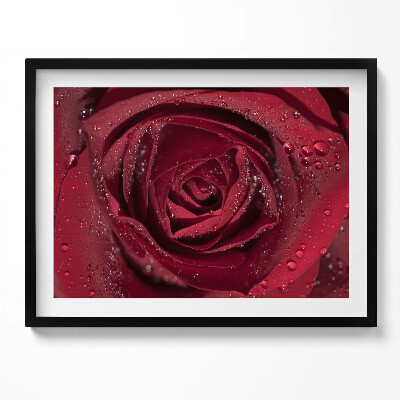 Obraz z ramką Zbliżenie na czerwoną róże w rosie