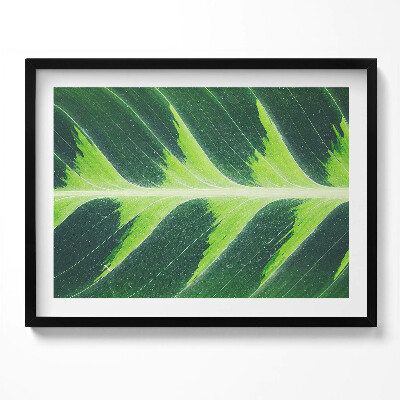 Obraz z ramką Faktura i żyłki liścia