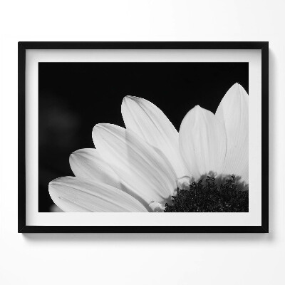 Obraz z ramką Płatki stokrotki w czerni i bieli