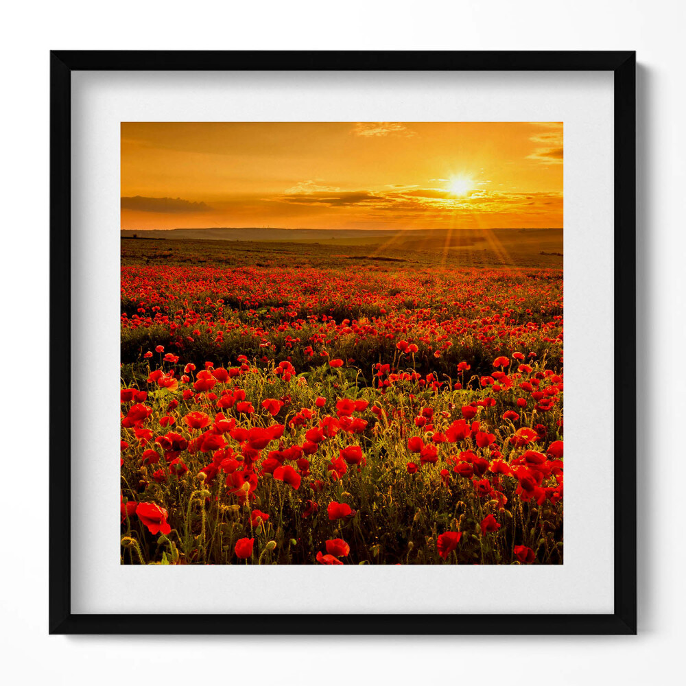 Obraz w drewnianej ramce Pejzaż łąki kwiatów maków