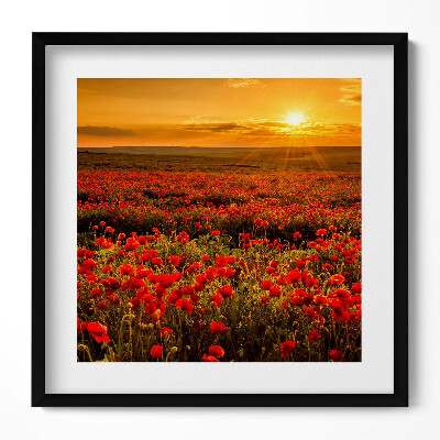 Obraz w drewnianej ramce Pejzaż łąki kwiatów maków