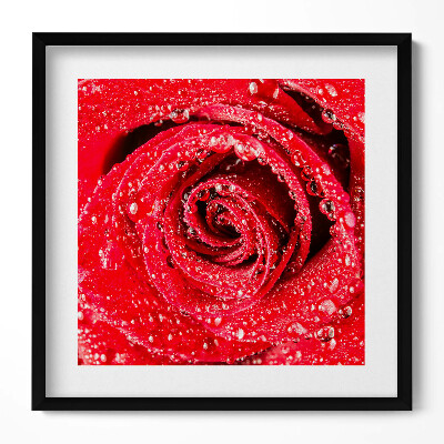 Obraz w drewnianej ramce Rosa na płatkach czerwonej róży