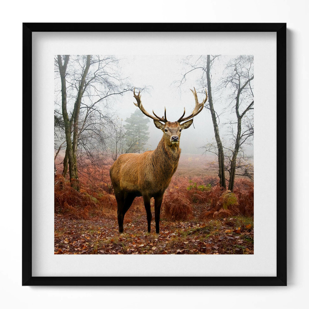 Obraz w drewnianej ramce Jeleń w lesie jesienią