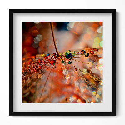 Obraz w drewnianej ramce Dmuchawiec i rosa