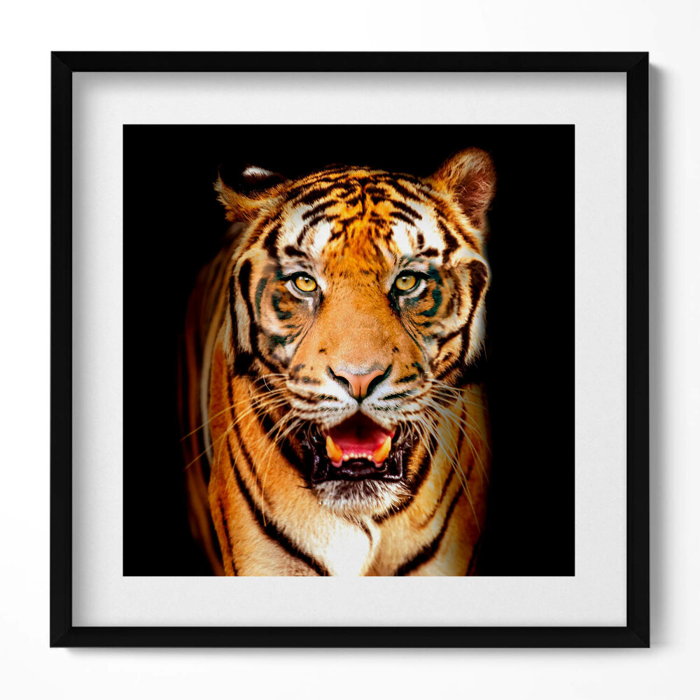 Obraz w drewnianej ramce Wyrazisty dziki kot tygrys