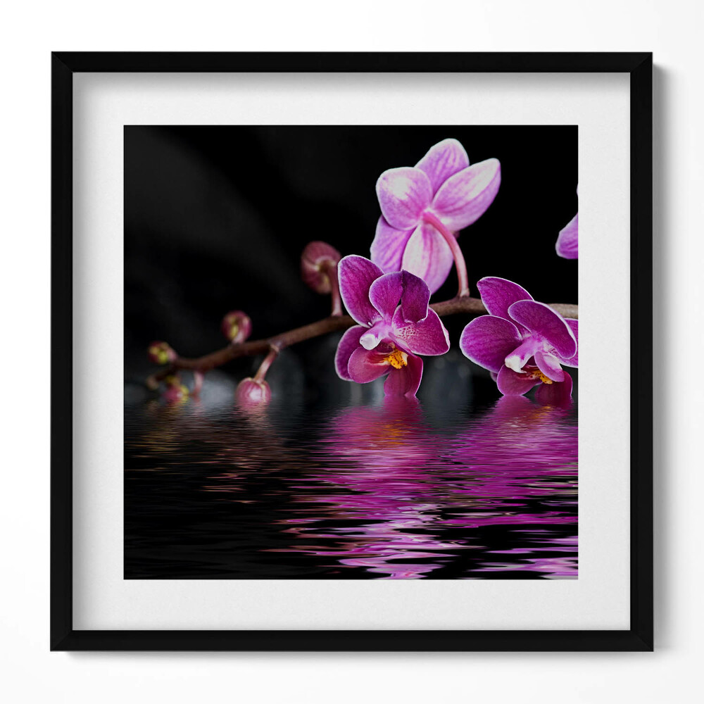 Obraz w drewnianej ramce Różowy kwiat orchidei na wodzie