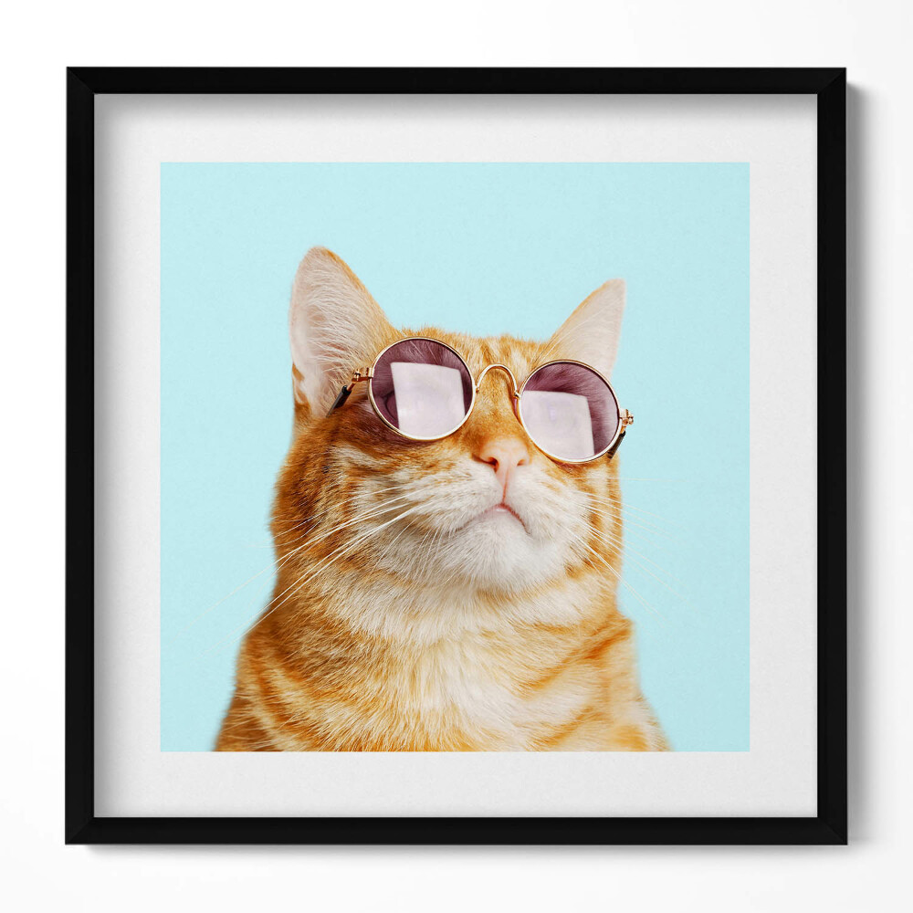 Obraz w drewnianej ramce Śmieszny kot w okularach