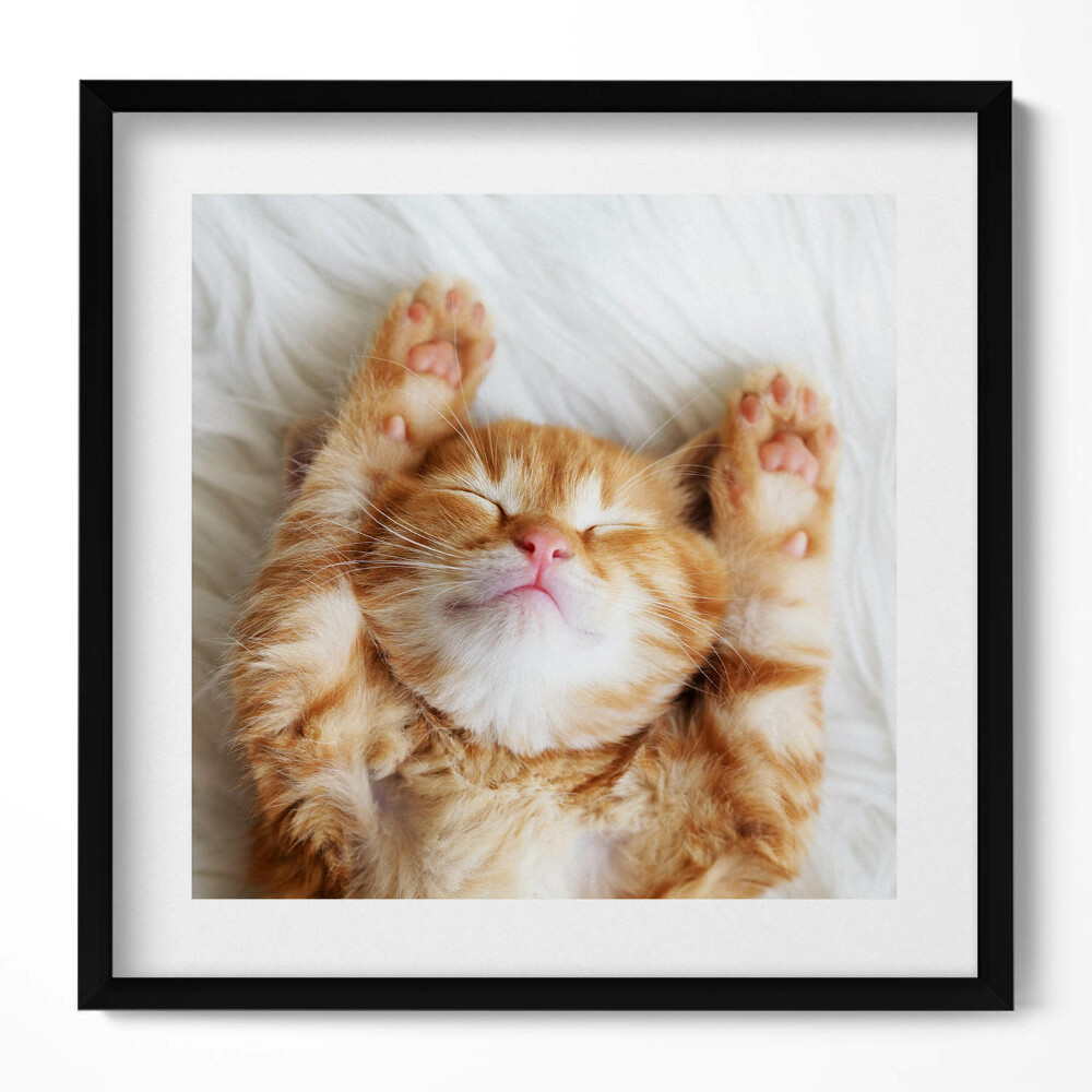 Obraz w drewnianej ramce Mały śpiący kotek