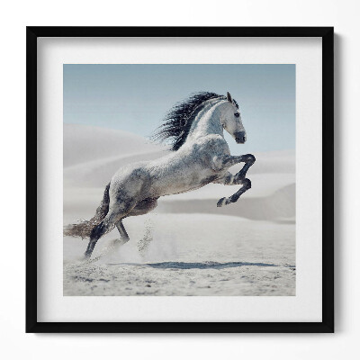 Obraz w drewnianej ramce Galopujący biały koń