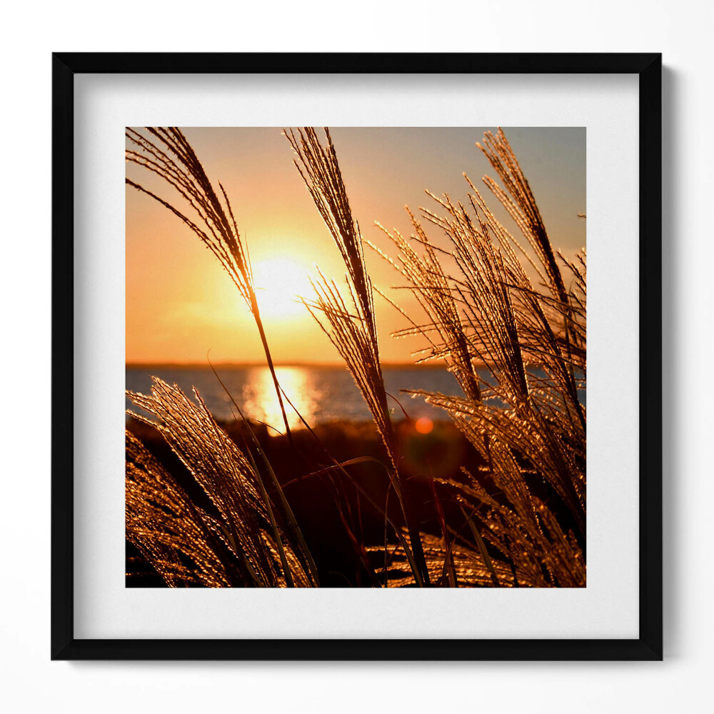 Obraz w drewnianej ramce Pszenica W Złotej Godzinie