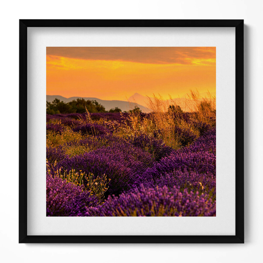 Obraz w drewnianej ramce Łąka lawendowa Prowansja Francja