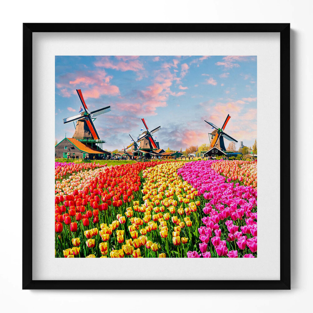 Obraz w drewnianej ramce Krajobraz z tulipanami Holandia