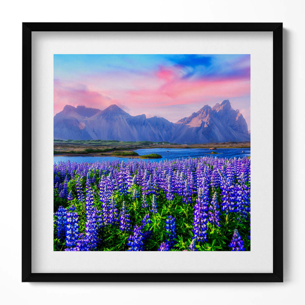 Obraz w drewnianej ramce Pola lawendowe - Islandia