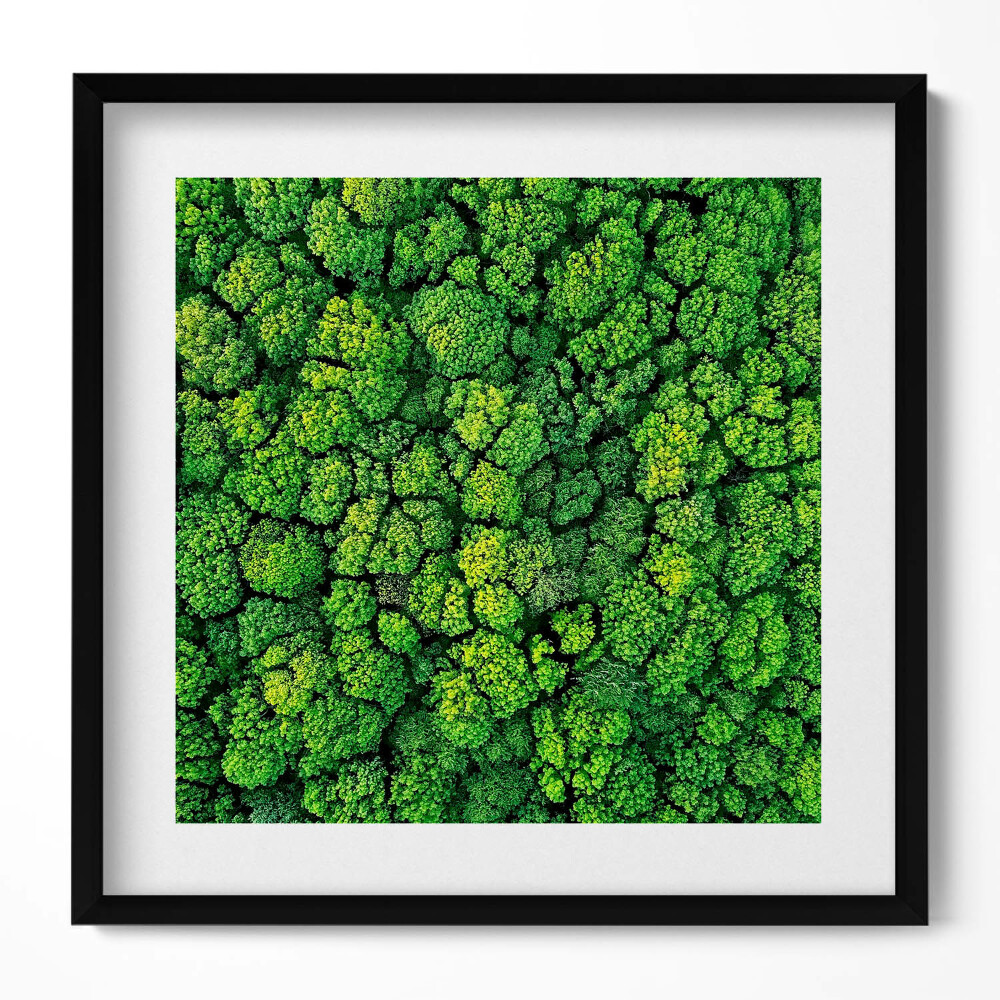 Obraz w drewnianej ramce Las z lotu ptaka