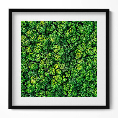 Obraz w drewnianej ramce Las z lotu ptaka