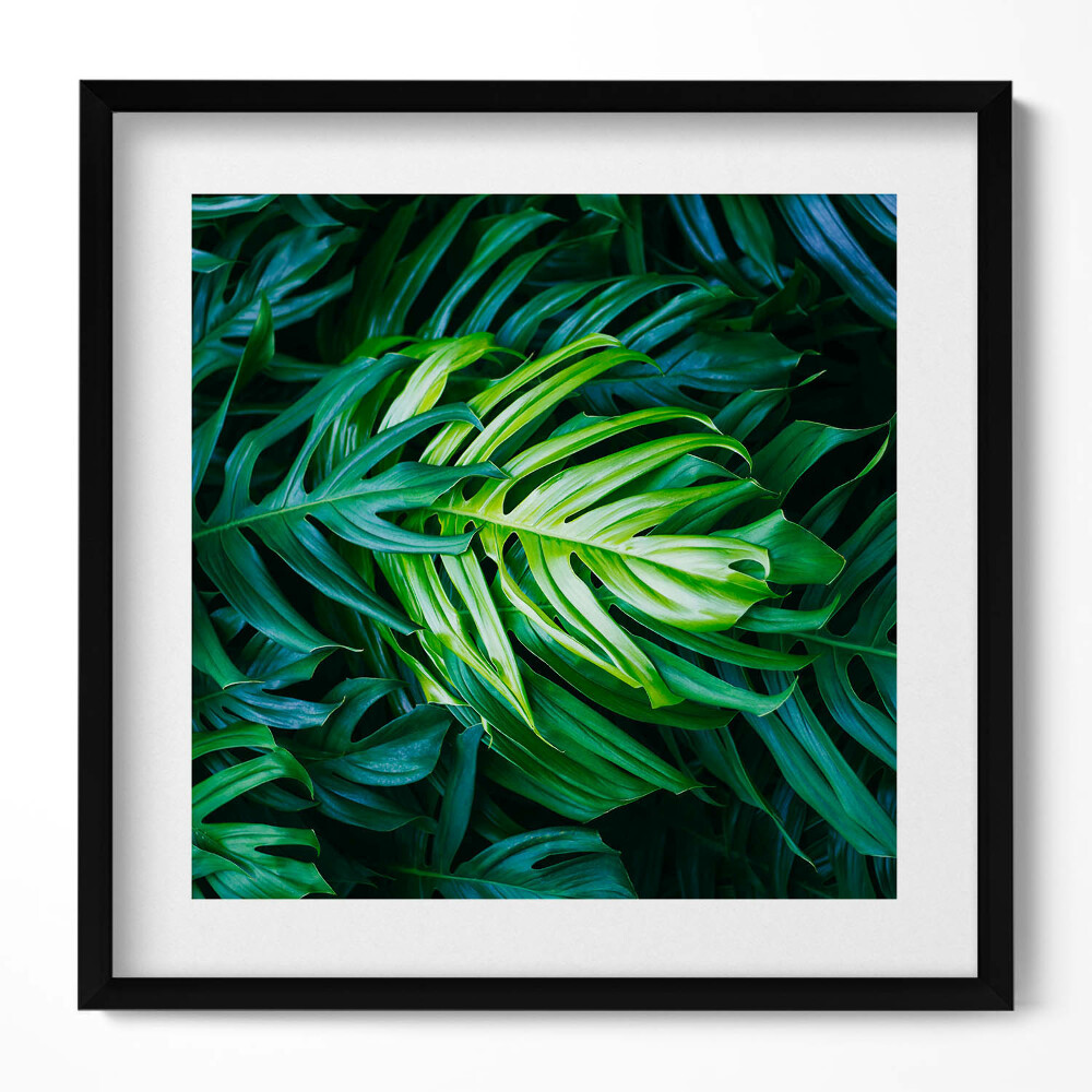 Obraz w drewnianej ramce Dzikie liście monstery