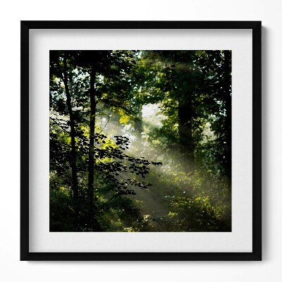 Obraz w drewnianej ramce Promienie słońca i drzewa