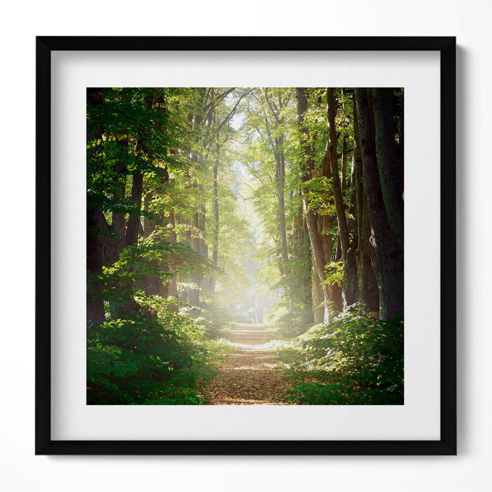Obraz w drewnianej ramce Leśna droga wśród drzew