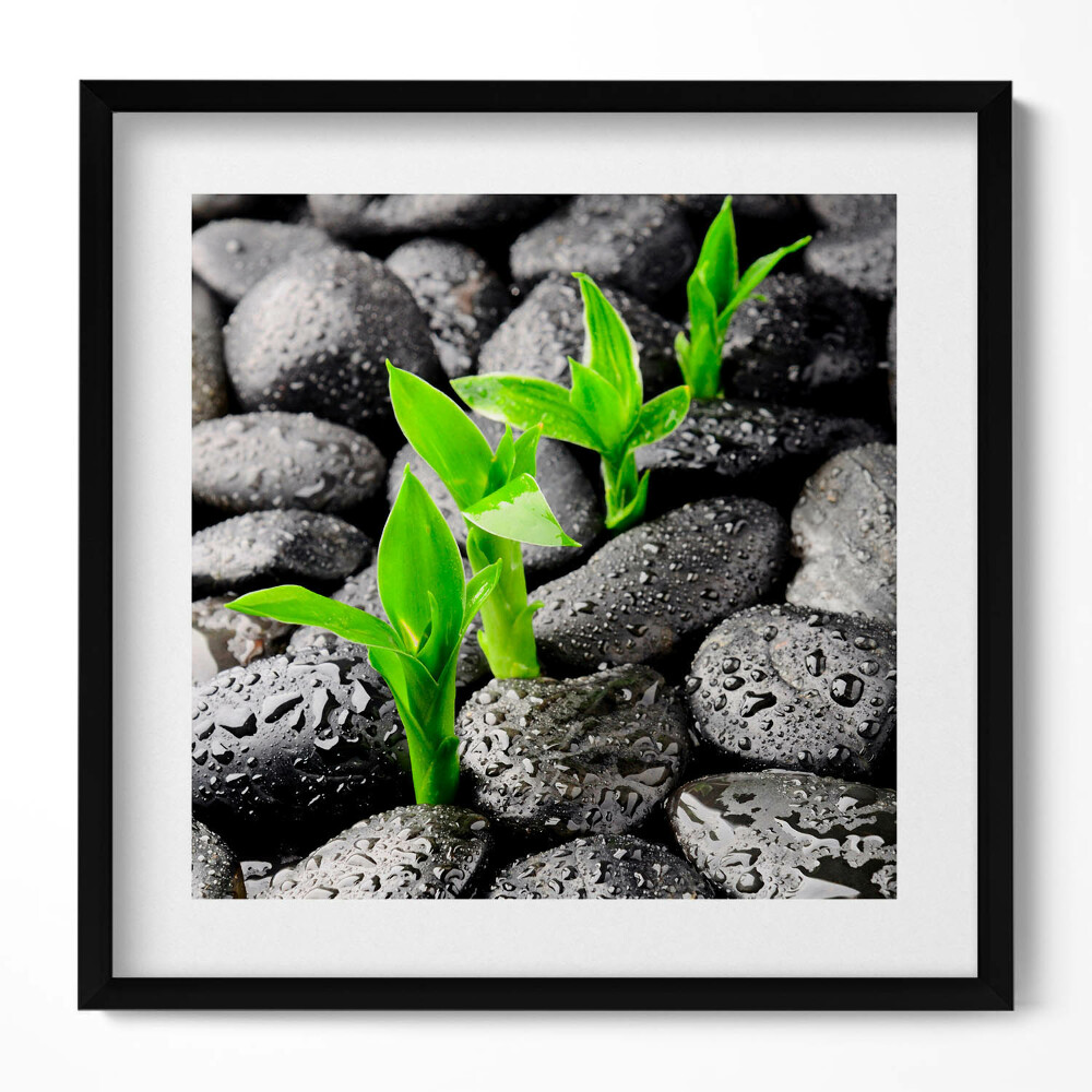 Obraz w drewnianej ramce Zielone rośliny na mokrych kamieniach