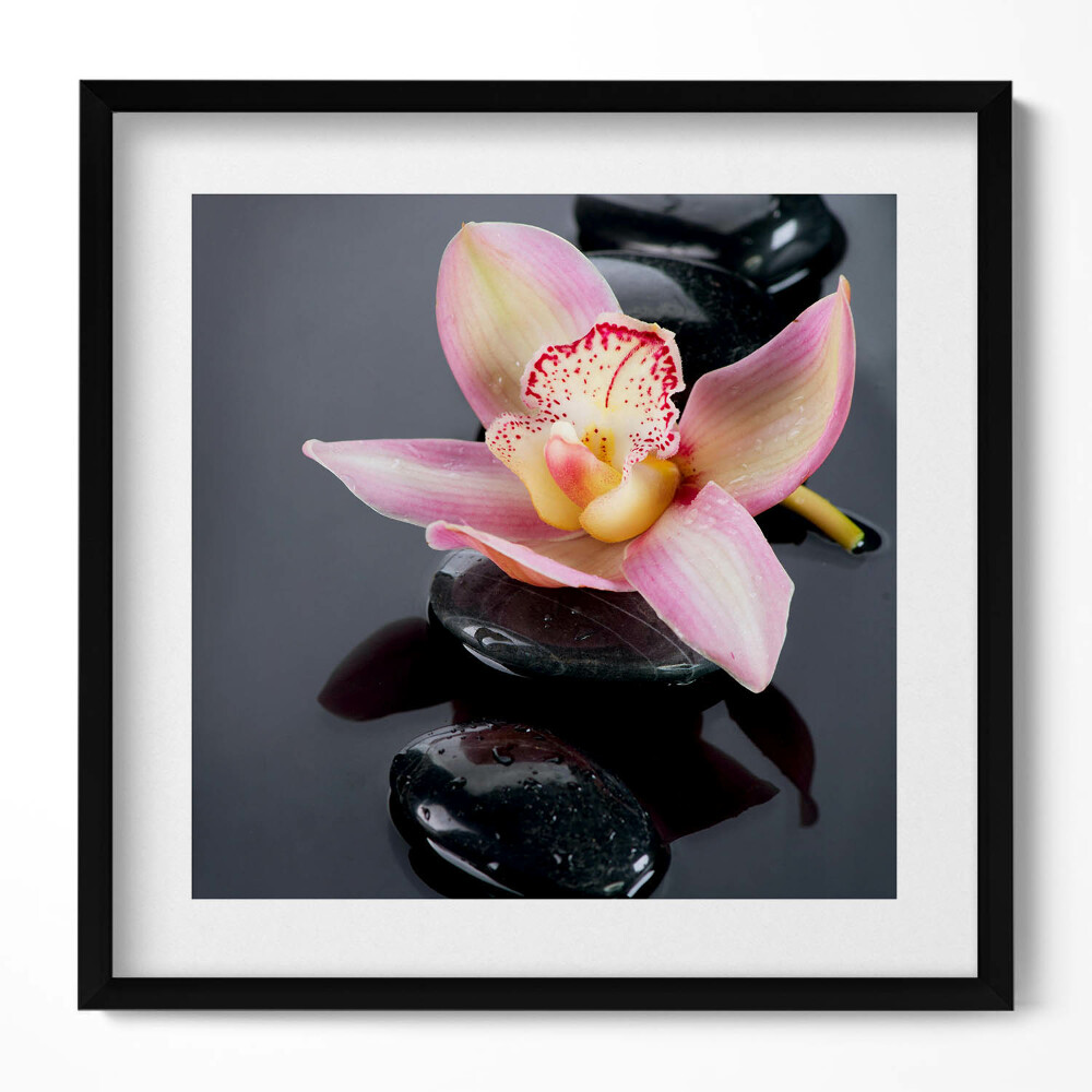 Obraz w drewnianej ramce Kwiat na kamieniach w wodzie