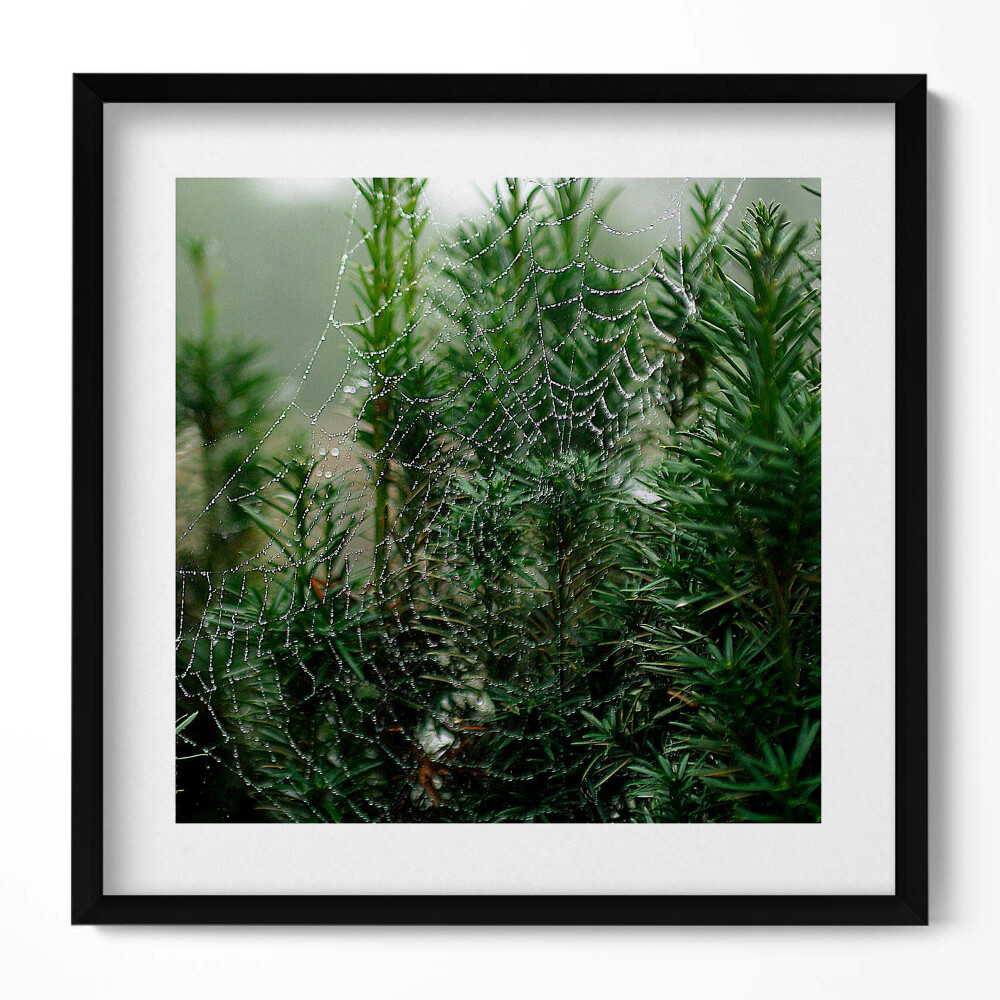 Obraz w drewnianej ramce Pajęczyna z rosą na drzewie