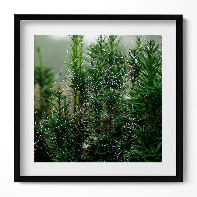 Obraz w drewnianej ramce Pajęczyna z rosą na drzewie