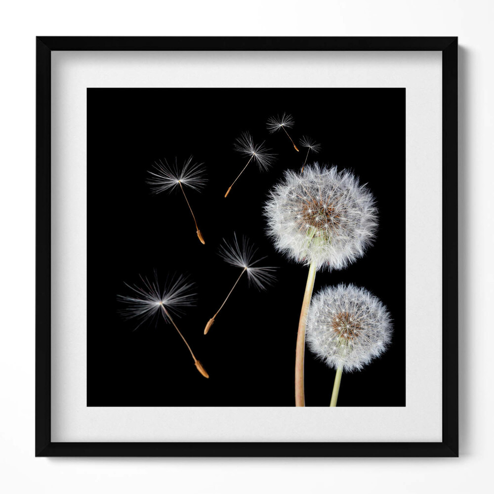 Obraz w drewnianej ramce Dwa dmuchawce