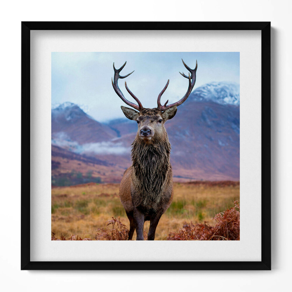 Obraz w drewnianej ramce Dostojny jeleń na górskiej polanie