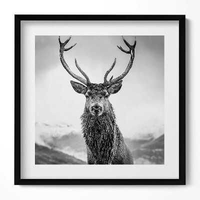 Obraz w drewnianej ramce Czarno-białe zwierzę jeleń