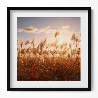 Obraz w drewnianej ramce Romantyczny zachód słońca nad trawami